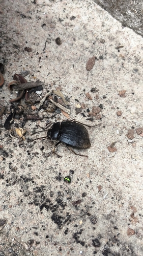 Entomobalia platynota
