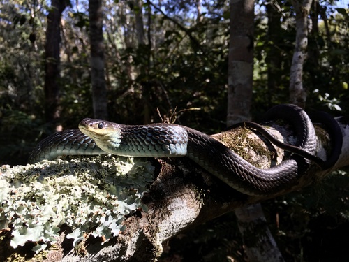 Common Tree Snake sighting