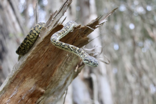 Coastal Carpet Python sighting