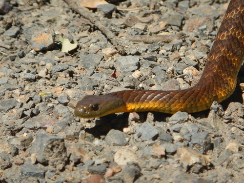 Tiger Snake sighting