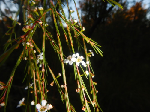 Baeckea linifolia Rudge