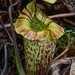 Nepenthes - Photo (c) Chien Lee, כל הזכויות שמורות, הועלה על ידי Chien Lee