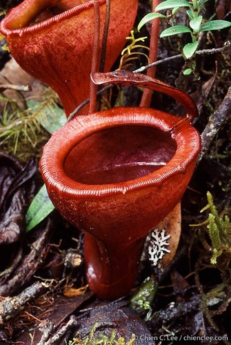Nepenthes jamban