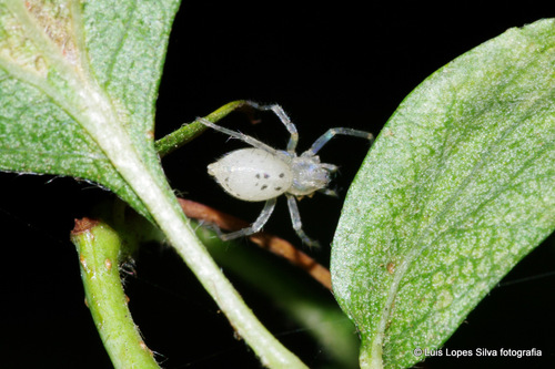 Anyphaena numida
