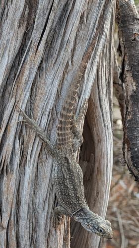 Merrem's Madagascar Swift