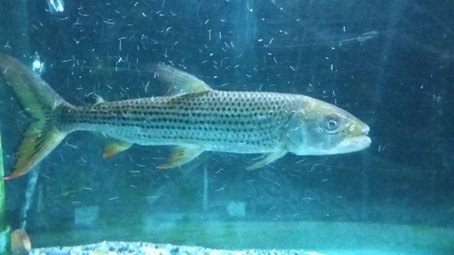 Elongate Tigerfish