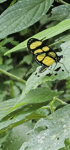 Melantho Tigerwing
