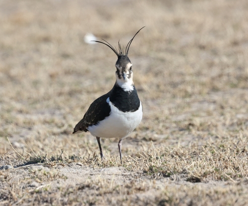 Northern Lapwing