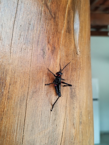Soldier Grasshopper