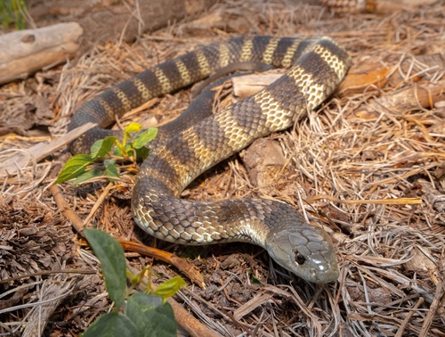 Tiger Snake sighting