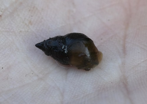 Pyramid Elimia