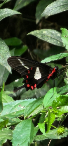Parides agavus