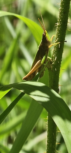 Metaleptea adspersa