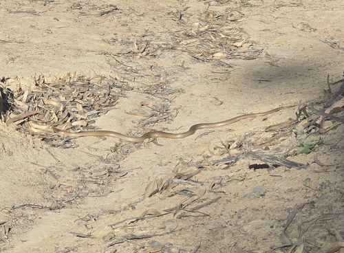 Eastern Brown Snake sighting