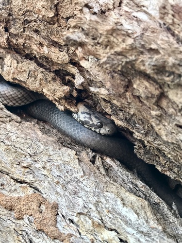 Pale-headed Snake sighting