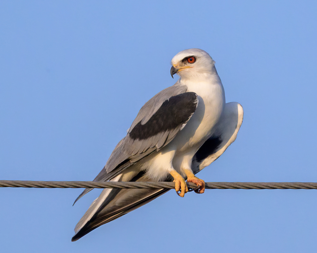 White-tailed Kite (Elanus leucurus)