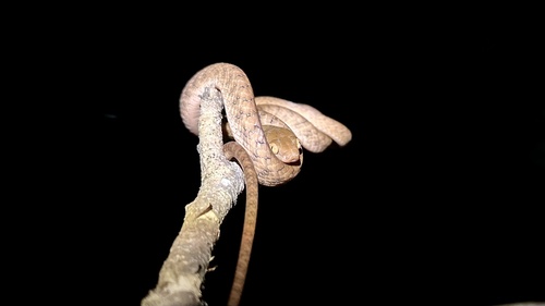 Brown Tree Snake sighting