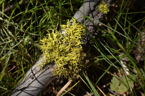 iNaturalist observation photo of wolf lichen