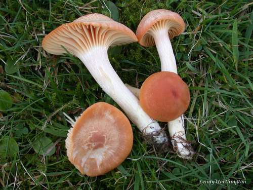 Meadow Waxcap