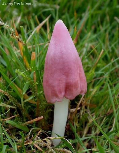Pink Waxcap
