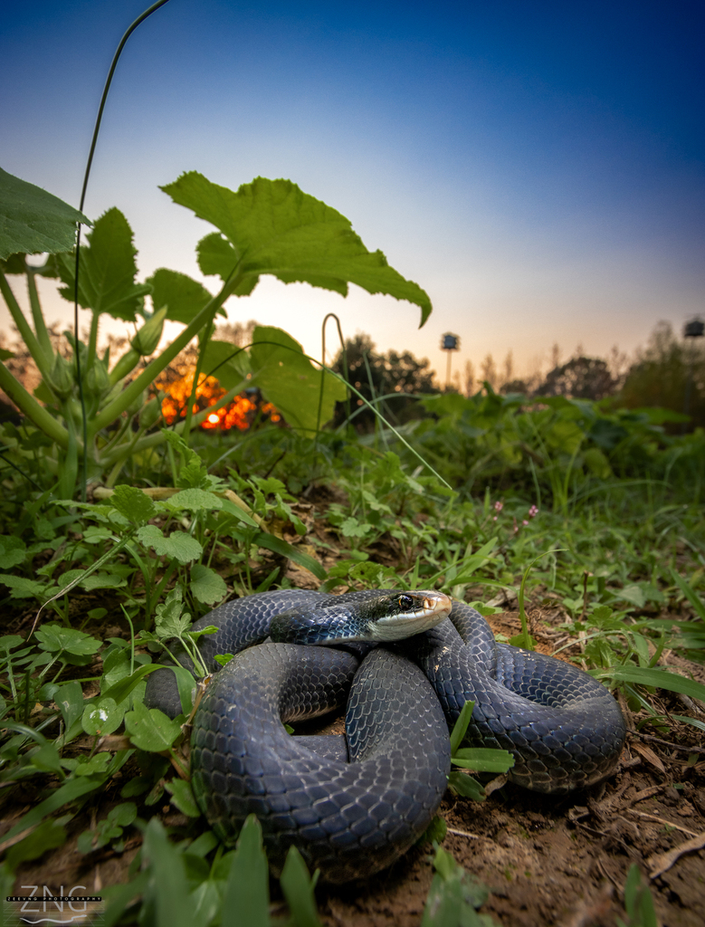 Southern Black Racer (Subspecies Coluber constrictor priapus
