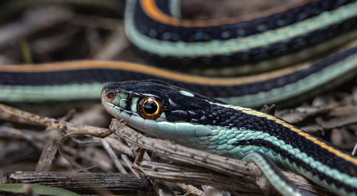 Western Ribbon Snake