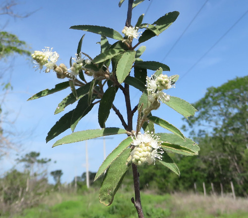 Croton flavoglandulosus · iNaturalist