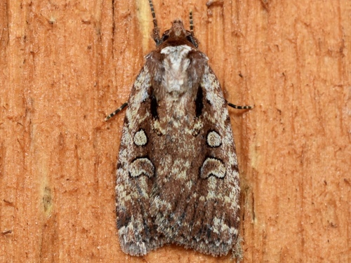 Eueretagrotis attentus Grote, 1874