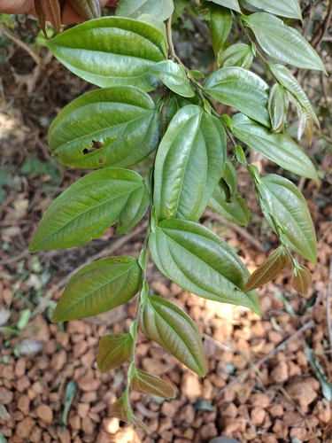 Anisophyllea laurina
