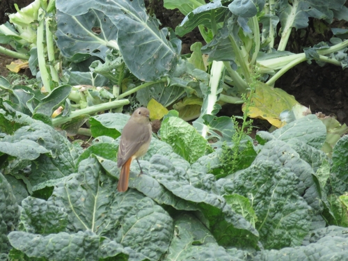 Hodgson's Redstart