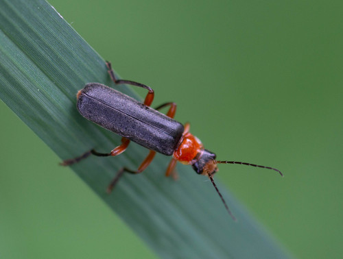 Cantharis pellucida nuotrauka