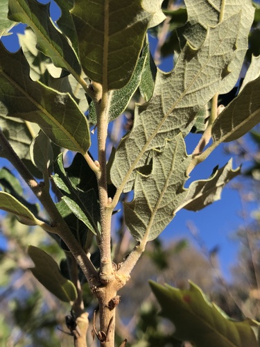 Brother Sennen's Oak