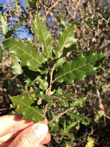 Brother Sennen's Oak