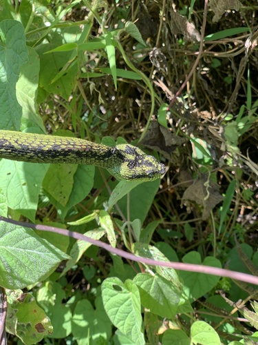 Great Lakes Bush Viper