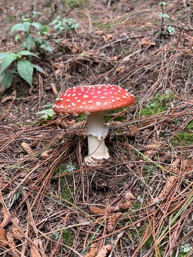 Fly Agaric