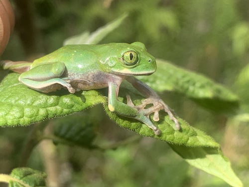 Kisenyi Forest Tree Frog