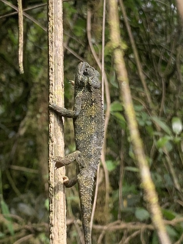 Coarse Chameleon