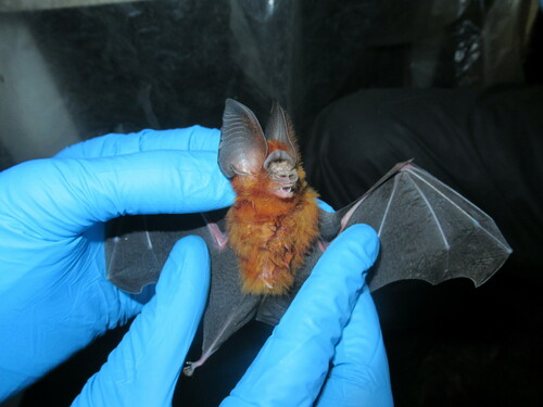 Jones's roundleaf bat