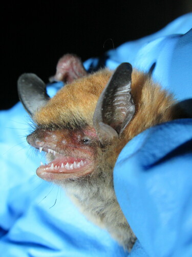 Rufous mouse-eared bat