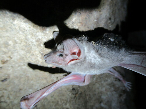 Egyptian Tomb Bat