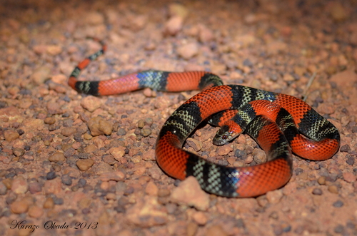 Brazilian False Coral Snake
