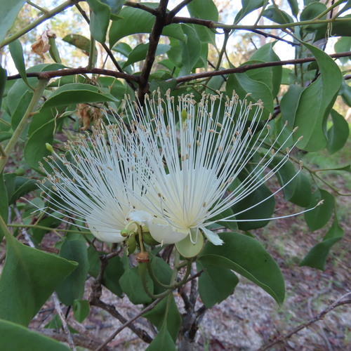 Capparis canescens Banks ex DC.