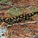 Corsican Fire Salamander - Photo (c) Clo, all rights reserved, uploaded by Clo