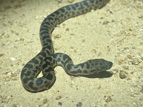 Cape York Spotted Python sighting