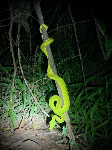Southern Green Python sighting