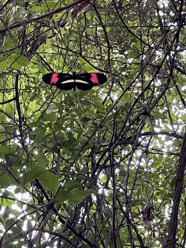 Heliconius erato phyllis
