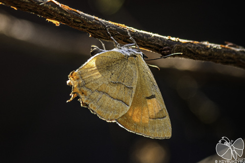Brown Hairstreak