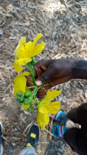 Sponge Gourd