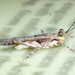 Shy Rose-winged Grasshopper - Photo (c) Jay Keller, all rights reserved, uploaded by Jay Keller