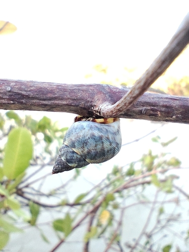 Mangrove Periwinkle